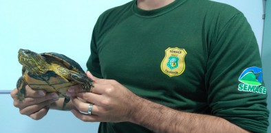 Dono de tartaruga Tigre D'água faz entrega voluntária do animal à ...