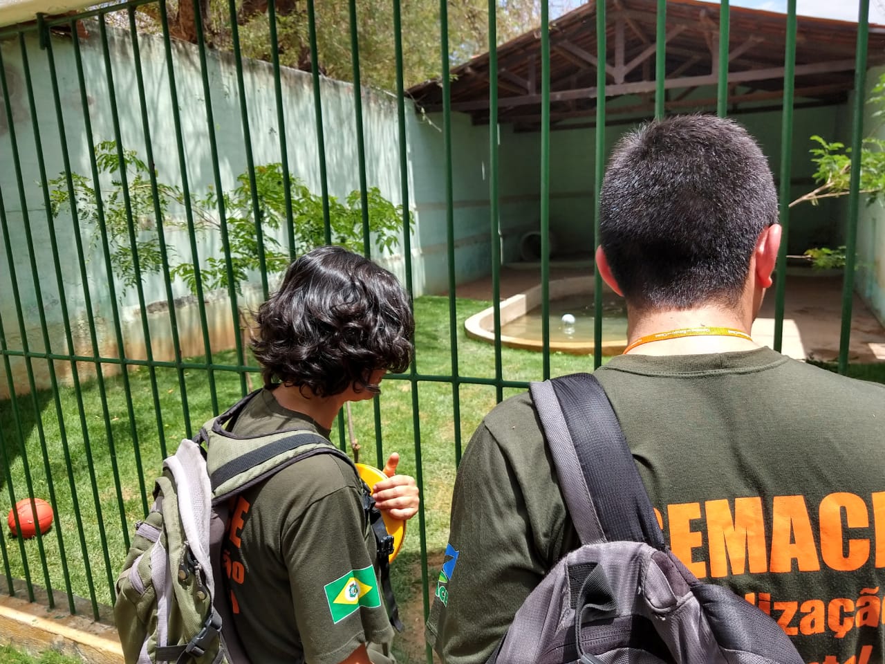 Fiscais da Semace observam jaula de ursos
