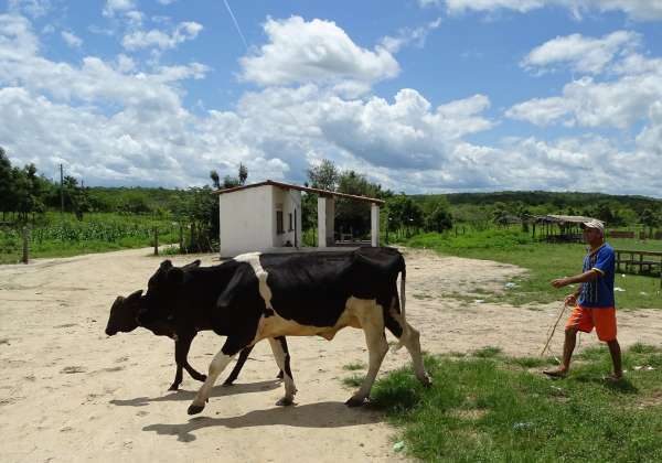 Pequeno proprietário tange duas vacas