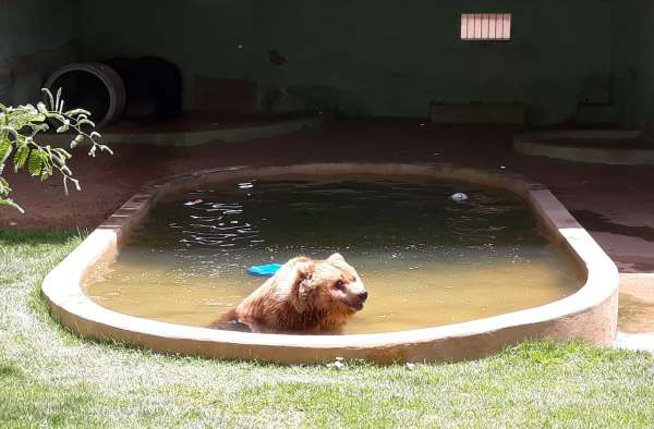 Recinto do zoológico com um dos ursos