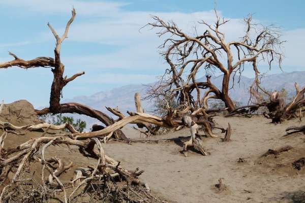 Área de floresta degradada com árvores mortas