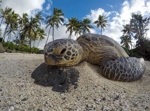 Tartaruga na praia perto de mancha