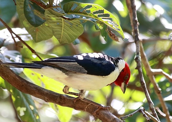 Galo de campina