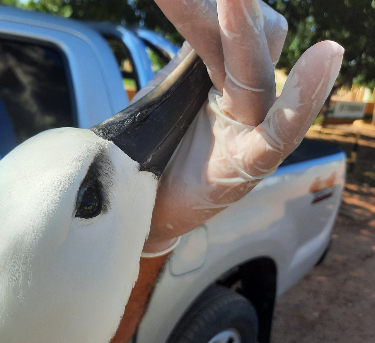 Albatroz-de-nariz-amarelo é resgatado pela Semace em Trairi