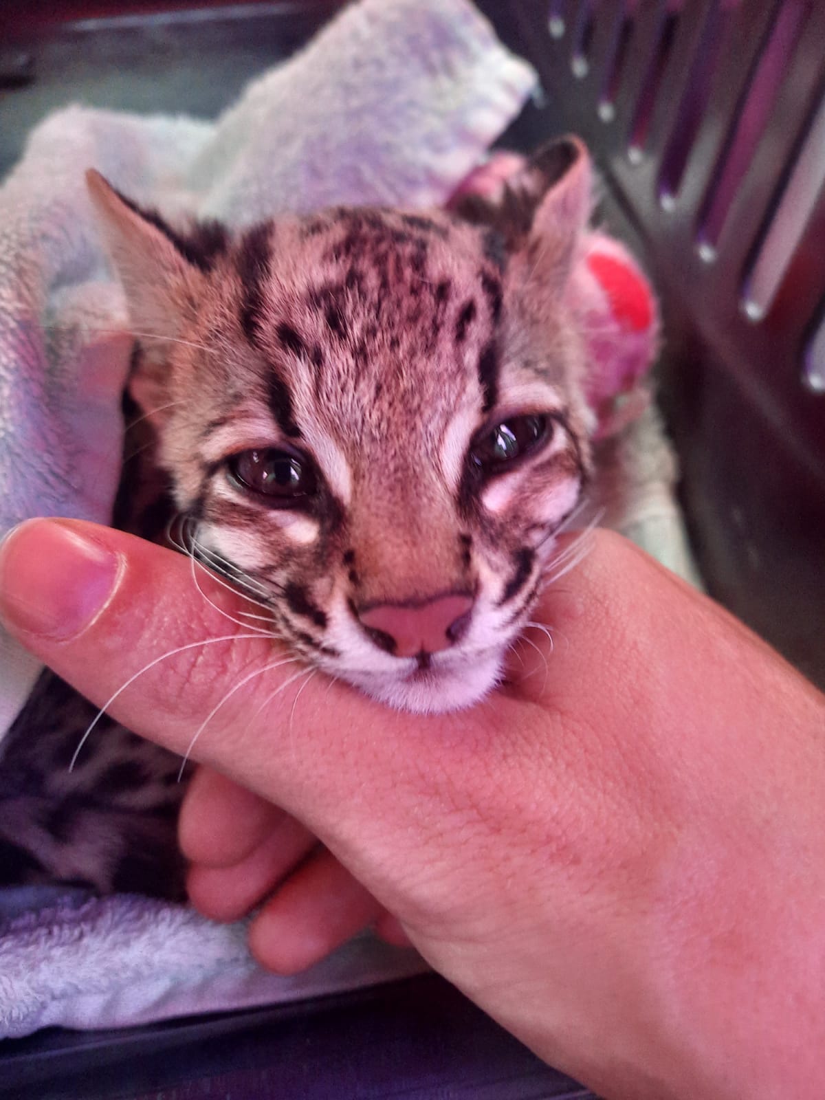 Filhote de Jaguatirica é resgatado pela Semace no município de Boa Viagem