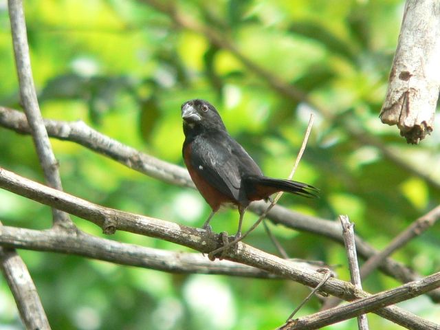 AVISO IMPORTANTE AOS CRIADORES AMADORES DE PASSERIFORMES SILVESTRES NATIVOS DO ESTADO DO CEARÁ