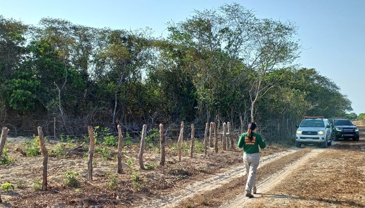 Operação Mata Atlântica resulta em quase 2 milhões em multas por desmatamento ilegal no Ceará
