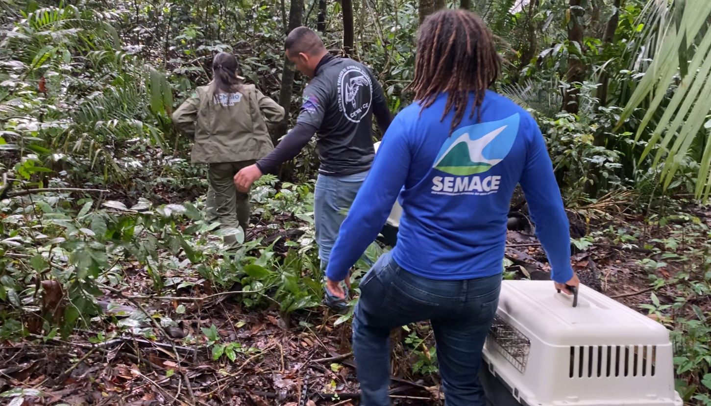 Semace e Ibama realizam a soltura de animais silvestres em serra do Ceará