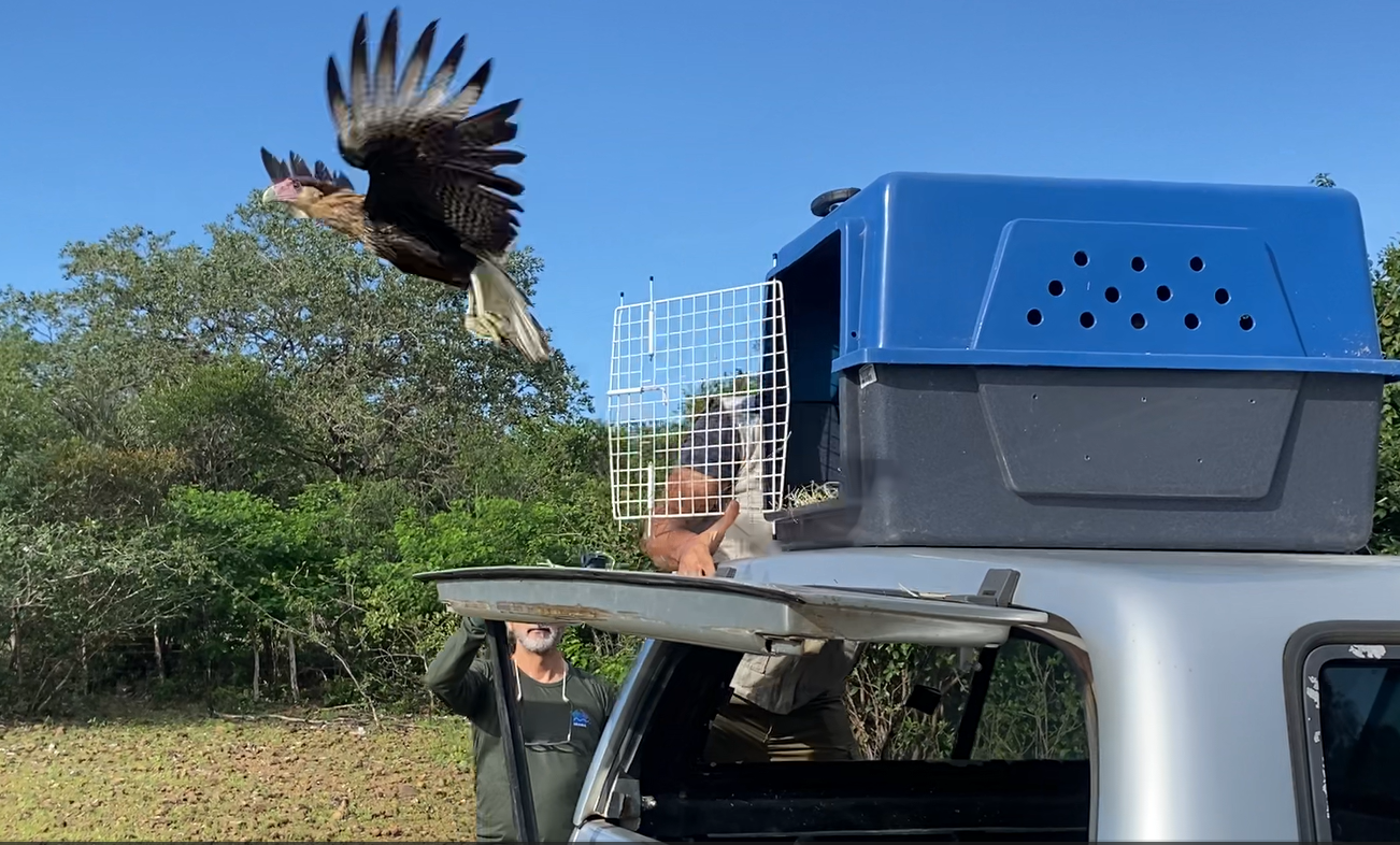 Semace e Ibama realizam solturas de animais selvagens no Piauí