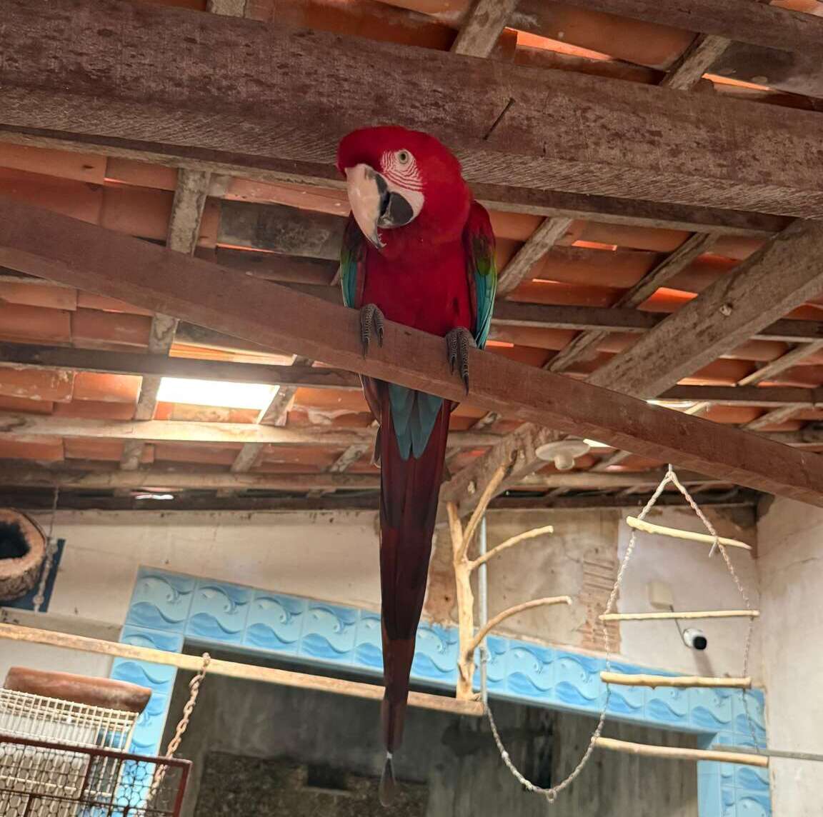 Semace realiza manejo de aves silvestres mantidas irregularmente em residência em Fortaleza