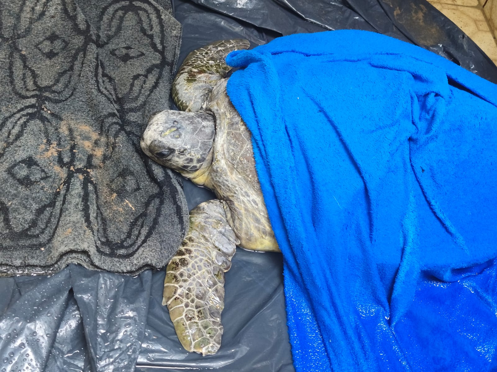 Semace atua no resgate de tartaruga marinha encontrada no litoral de Paracuru