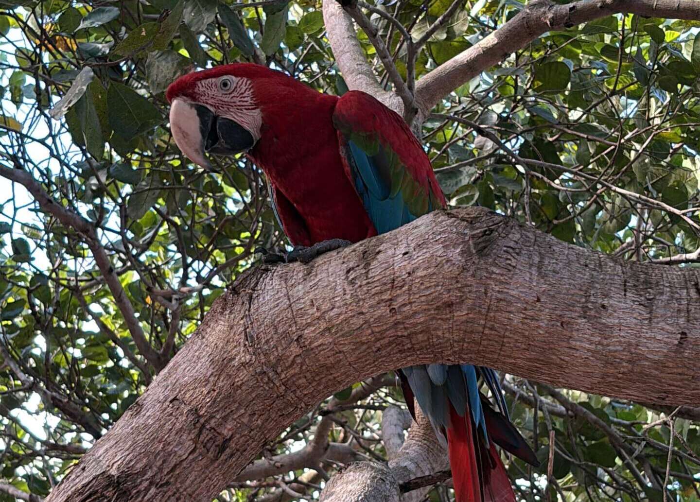 Semace atua no resgate de animais silvestres mantidos irregularmente em Chorozinho